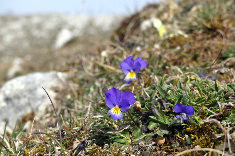 Dactylorhiza romana e prime fioriture tra Lazio e Campania - marzo 2023.